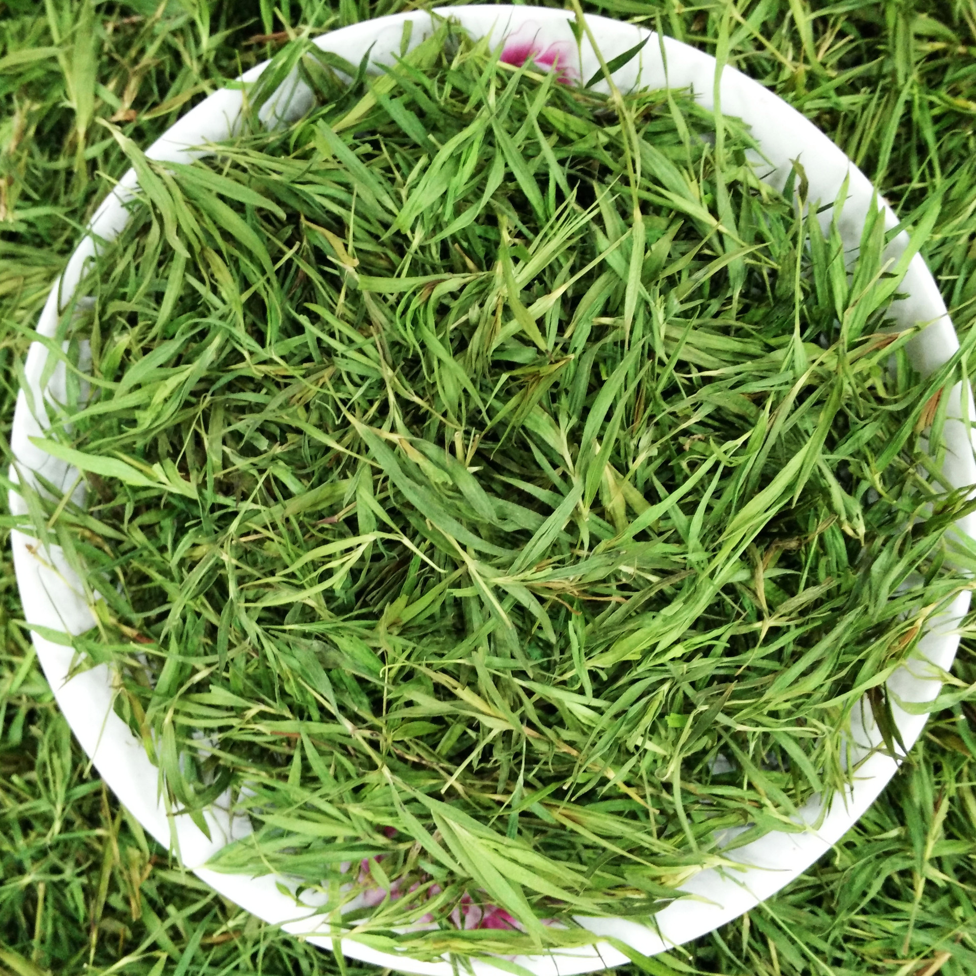 批发 聚芳园散装竹叶青茶 天然饮品石竹叶茶 清热降火