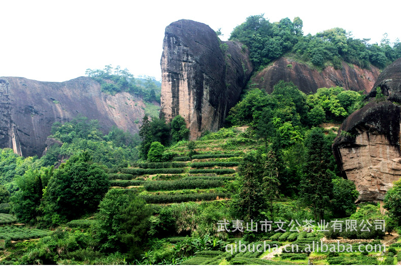 大红袍 茶叶 乌龙茶 青茶 浓香型水仙厂家直销250g/袋